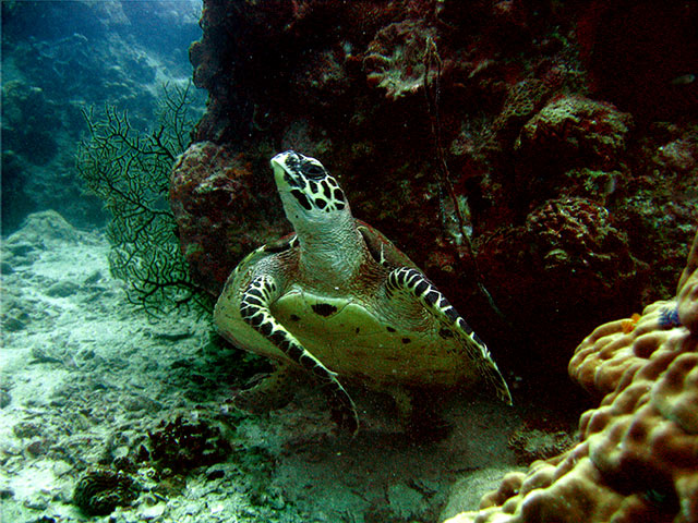 Nanguan Dive Resort