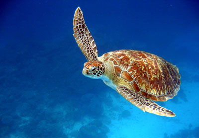 View Point Dive Resort