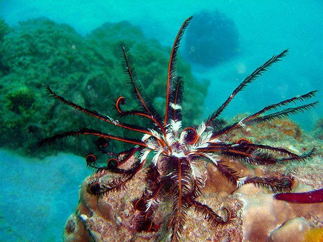 Scuba Shack Dive Resort