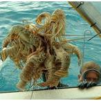 Local fishermen affiliates