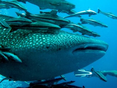 Seafrog Dive Center